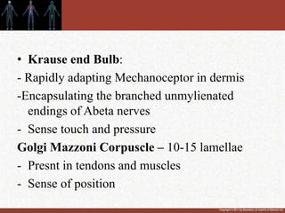 Copyright © 2011 by Saunders, an imprint of Elsevier Inc.
• Krause end Bulb:
- Rapidly adapting Mechanoceptor in dermis
-Encapsulating the branched unmylienated
endings of Abeta nerves
- Sense touch and pressure
Golgi Mazzoni Corpuscle – 10-15 lamellae
- Presnt in tendons and muscles
- Sense of position
 