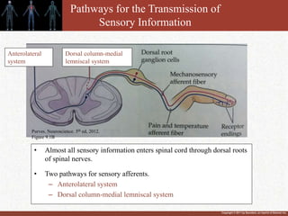 Copyright © 2011 by Saunders, an imprint of Elsevier Inc.
Pathways for the Transmission of
Sensory Information
• Almost all sensory information enters spinal cord through dorsal roots
of spinal nerves.
• Two pathways for sensory afferents.
– Anterolateral system
– Dorsal column-medial lemniscal system
Anterolateral
system
Dorsal column-medial
lemniscal system
Purves. Neuroscience. 5th ed, 2012.
Figure 9.1B
 