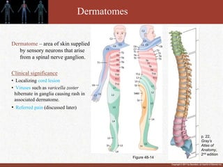 Dermatomal R Ash Somatic sensory system | PPTX