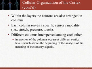 Copyright © 2011 by Saunders, an imprint of Elsevier Inc.
Cellular Organization of the Cortex
(cont’d)
• Within the layers the neurons are also arranged in
columns.
• Each column serves a specific sensory modality
(i.e., stretch, pressure, touch).
• Different columns interspersed among each other.
– interaction of the columns occurs at different cortical
levels which allows the beginning of the analysis of the
meaning of the sensory signals.
 