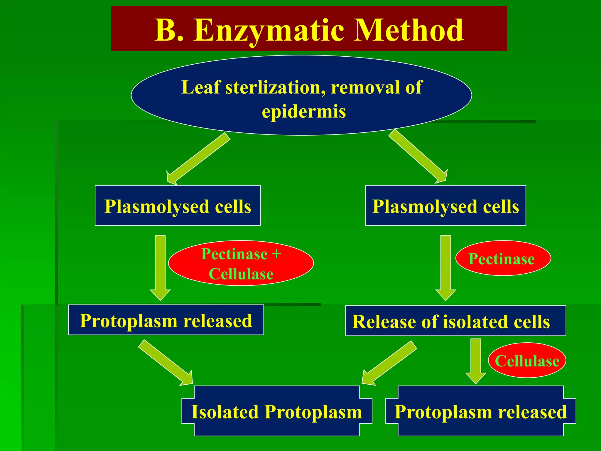 B. Enzymatic Method
Leaf sterlization, removal of
epidermis
Plasmolysed cellsPlasmolysed cells
Pectinase +
Cellulase
Pectinase
Protoplasm released Release of isolated cells
Cellulase
Isolated Protoplasm Protoplasm released
 