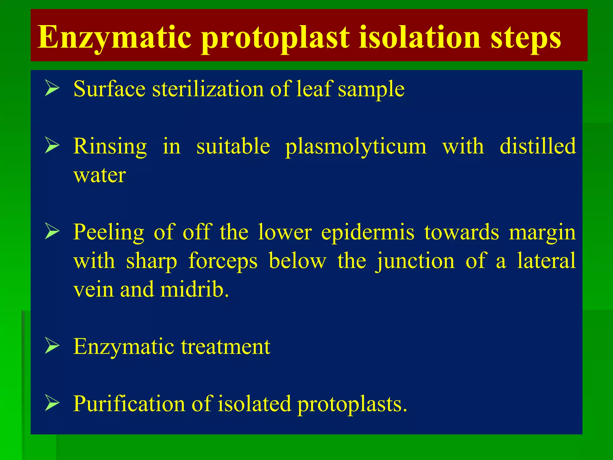  Surface sterilization of leaf sample
 Rinsing in suitable plasmolyticum with distilled
water
 Peeling of off the lower epidermis towards margin
with sharp forceps below the junction of a lateral
vein and midrib.
 Enzymatic treatment
 Purification of isolated protoplasts.
Enzymatic protoplast isolation steps
 
