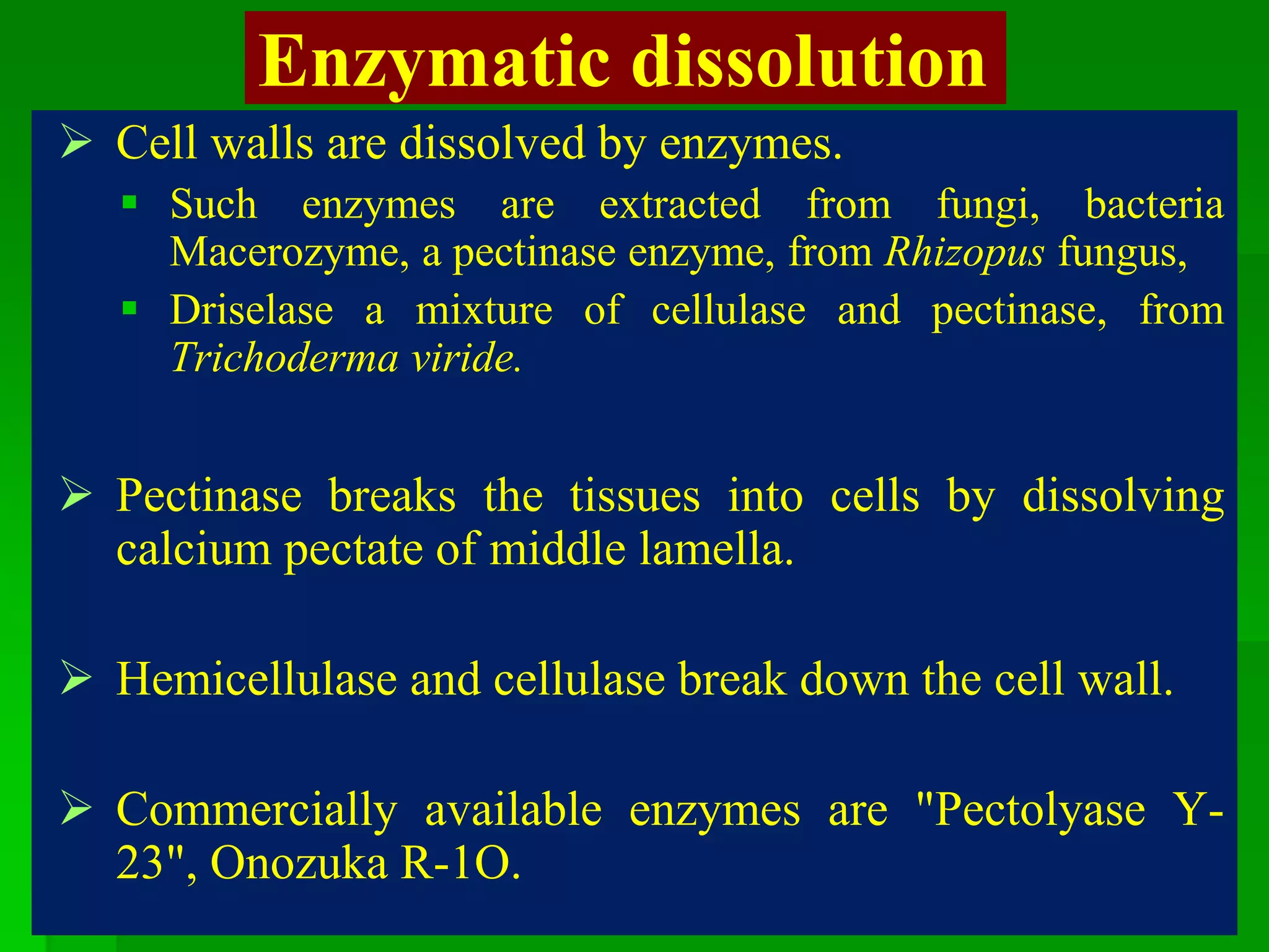 Enzymatic dissolution
 Cell walls are dissolved by enzymes.
 Such enzymes are extracted from fungi, bacteria
Macerozyme, a pectinase enzyme, from Rhizopus fungus,
 Driselase a mixture of cellulase and pectinase, from
Trichoderma viride.
 Pectinase breaks the tissues into cells by dissolving
calcium pectate of middle lamella.
 Hemicellulase and cellulase break down the cell wall.
 Commercially available enzymes are "Pectolyase Y-
23", Onozuka R-1O.
 
