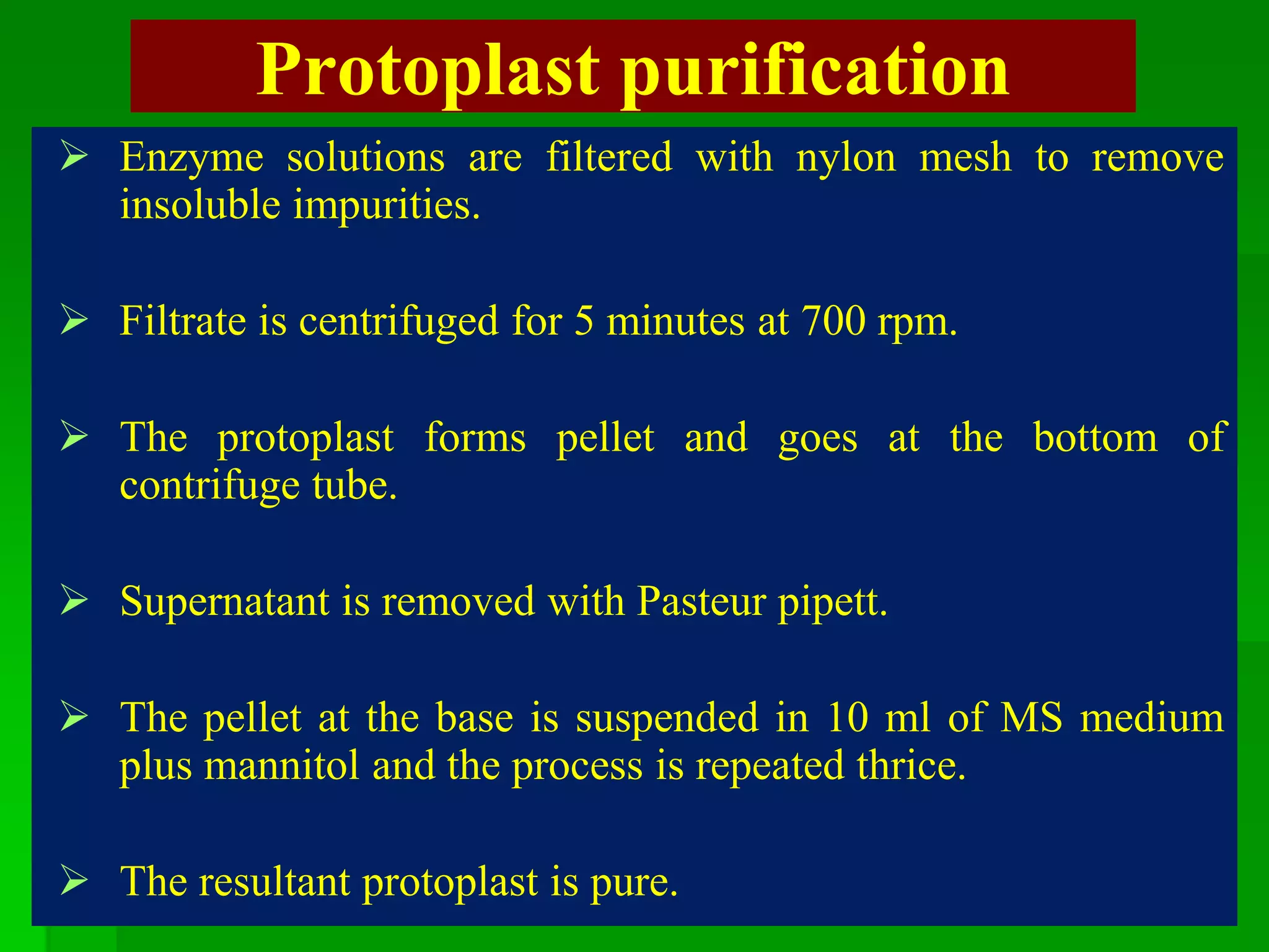Protoplast purification
 Enzyme solutions are filtered with nylon mesh to remove
insoluble impurities.
 Filtrate is centrifuged for 5 minutes at 700 rpm.
 The protoplast forms pellet and goes at the bottom of
contrifuge tube.
 Supernatant is removed with Pasteur pipett.
 The pellet at the base is suspended in 10 ml of MS medium
plus mannitol and the process is repeated thrice.
 The resultant protoplast is pure.
 