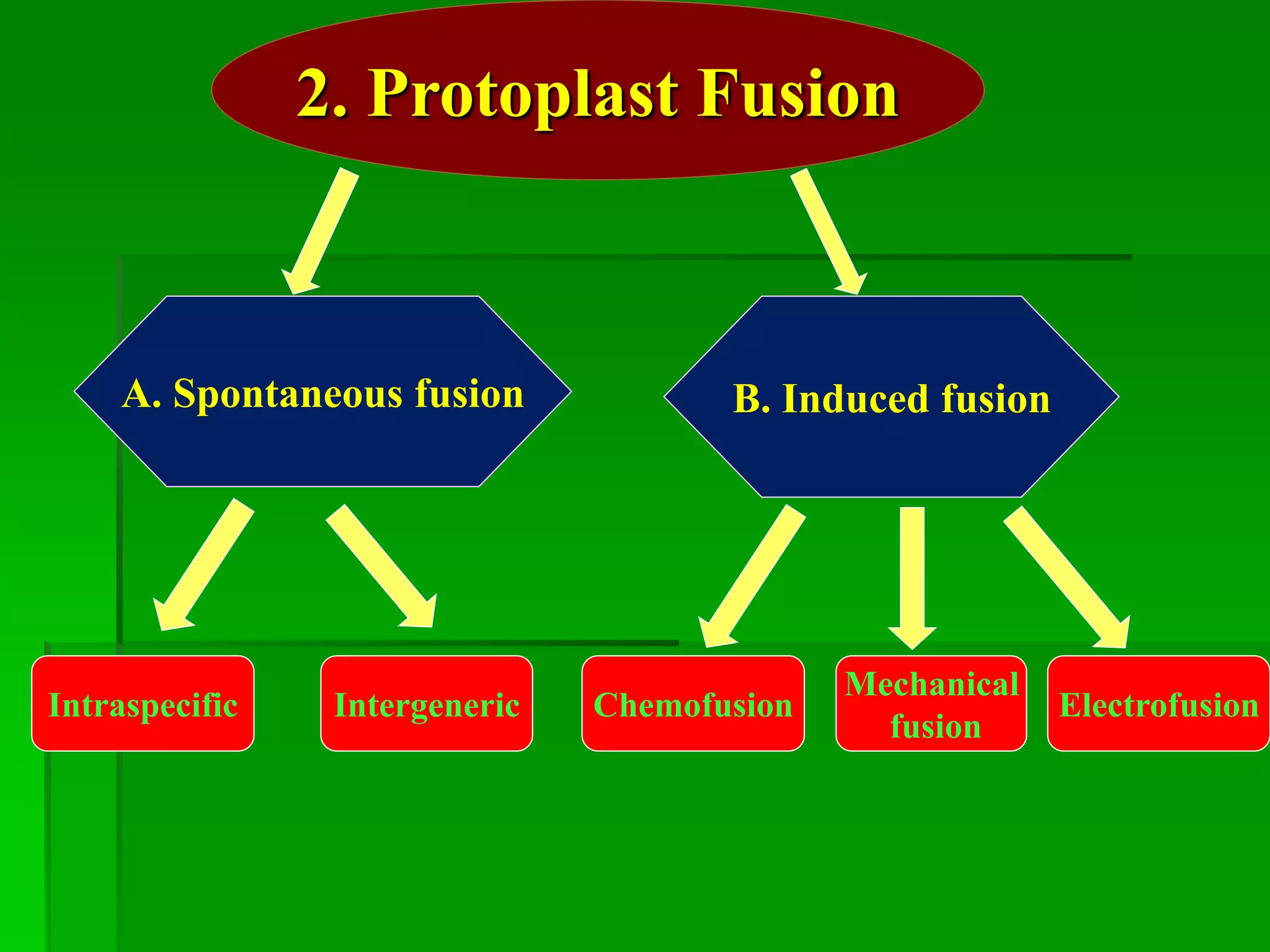 2. Protoplast Fusion
A. Spontaneous fusion B. Induced fusion
Intraspecific Intergeneric Electrofusion
Mechanical
fusion
Chemofusion
 