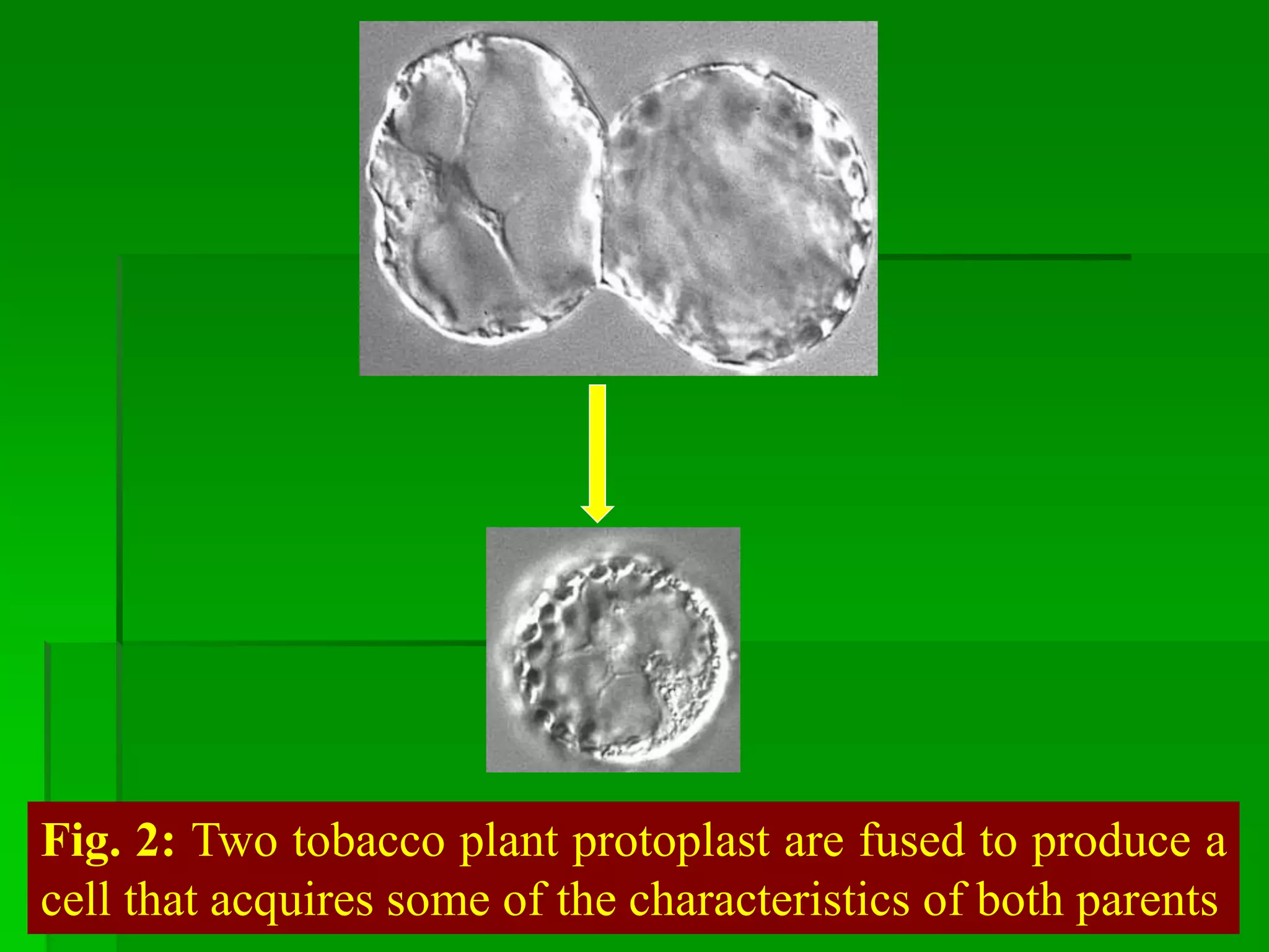 Fig. 2: Two tobacco plant protoplast are fused to produce a
cell that acquires some of the characteristics of both parents
 