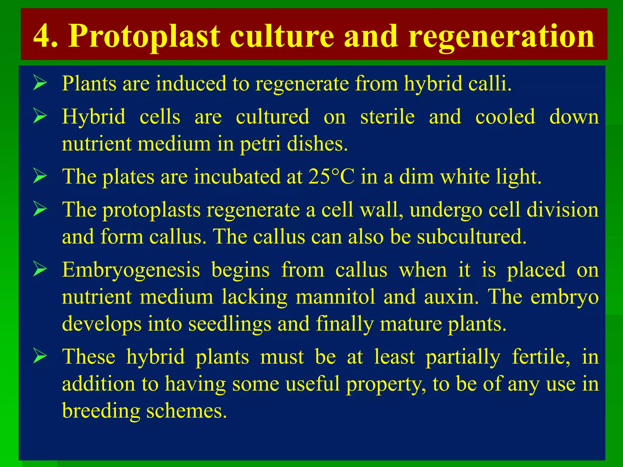 4. Protoplast culture and regeneration
 Plants are induced to regenerate from hybrid calli.
 Hybrid cells are cultured on sterile and cooled down
nutrient medium in petri dishes.
 The plates are incubated at 25°C in a dim white light.
 The protoplasts regenerate a cell wall, undergo cell division
and form callus. The callus can also be subcultured.
 Embryogenesis begins from callus when it is placed on
nutrient medium lacking mannitol and auxin. The embryo
develops into seedlings and finally mature plants.
 These hybrid plants must be at least partially fertile, in
addition to having some useful property, to be of any use in
breeding schemes.
 
