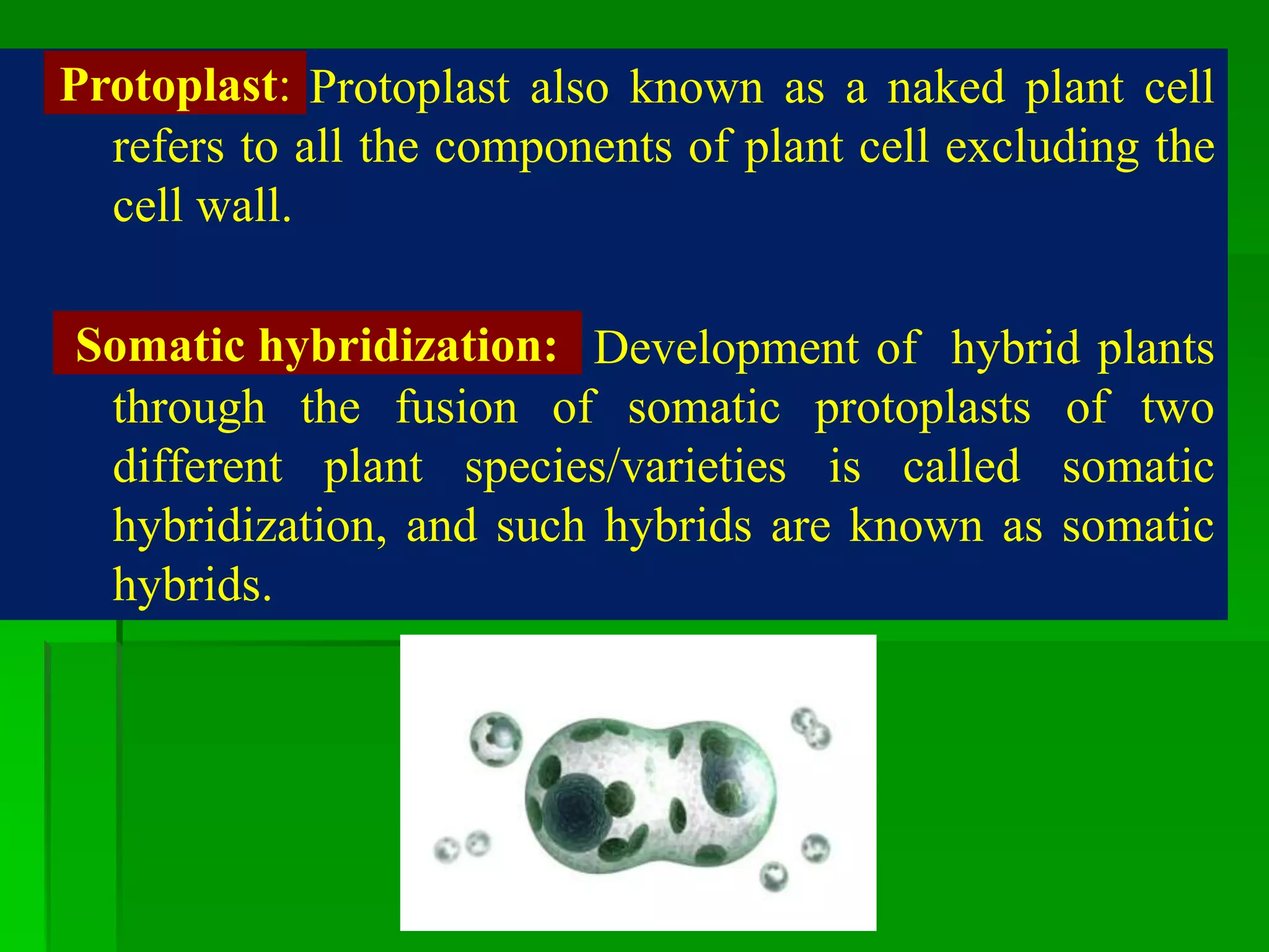 Protoplast also known as a naked plant cell
refers to all the components of plant cell excluding the
cell wall.
Development of hybrid plants
through the fusion of somatic protoplasts of two
different plant species/varieties is called somatic
hybridization, and such hybrids are known as somatic
hybrids.
Somatic hybridization:
Protoplast:
 