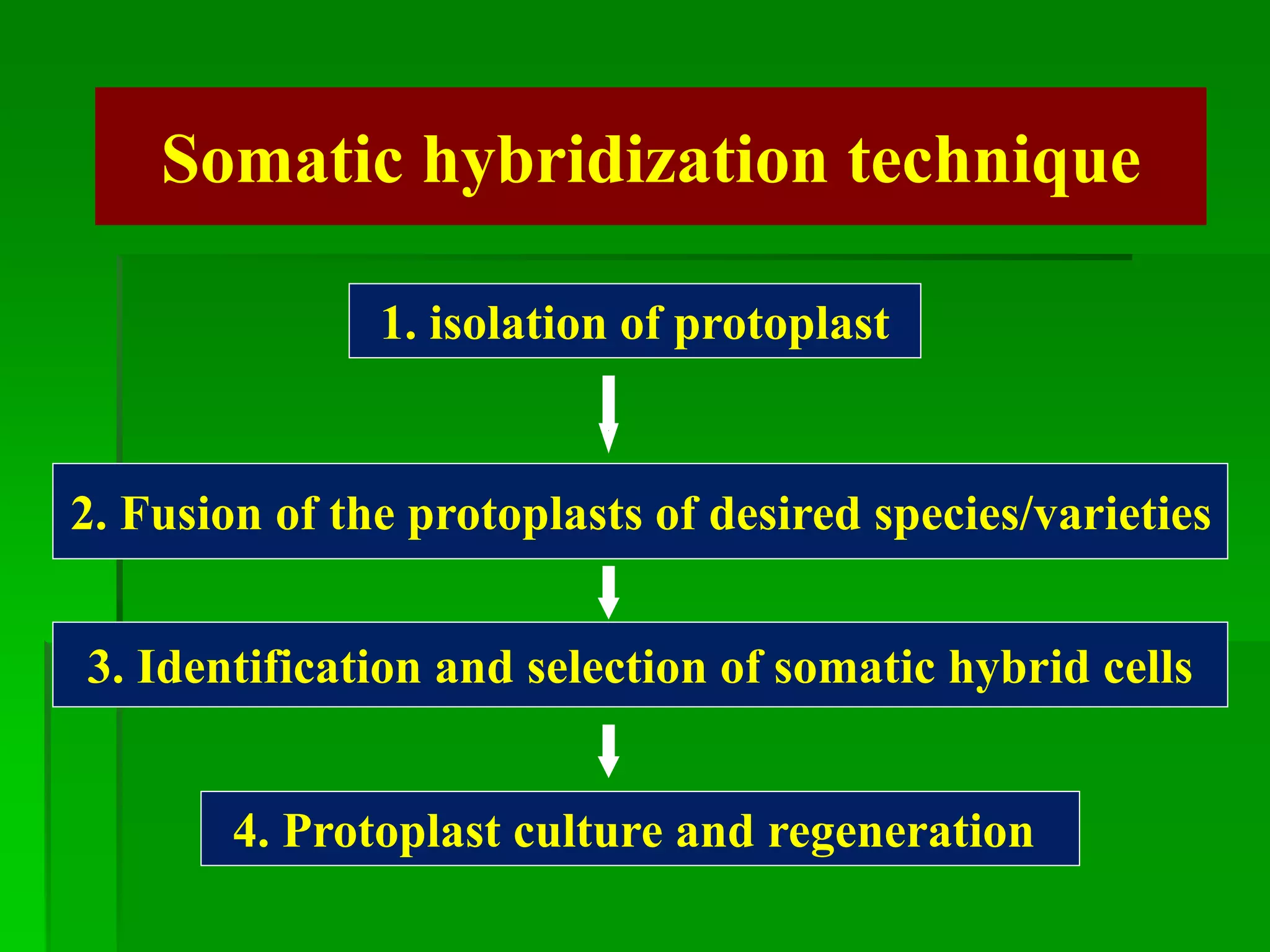 Somatic hybridization technique
1. isolation of protoplast
2. Fusion of the protoplasts of desired species/varieties
3. Identification and selection of somatic hybrid cells
4. Protoplast culture and regeneration
 