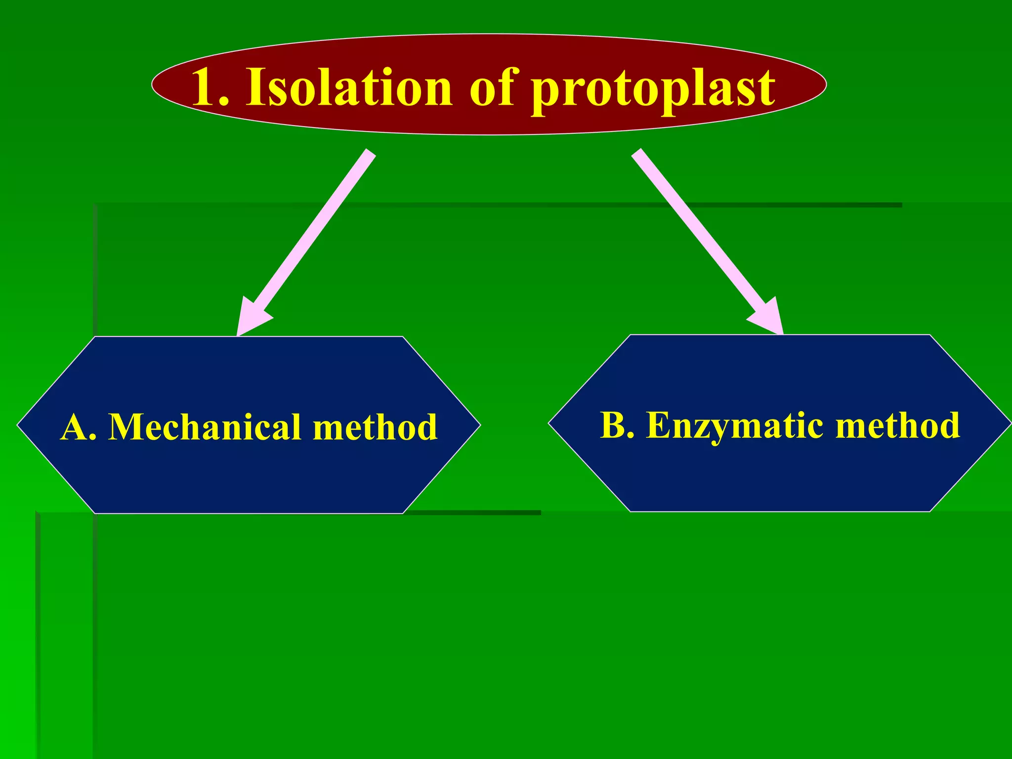 1. Isolation of protoplast
A. Mechanical method B. Enzymatic method
 