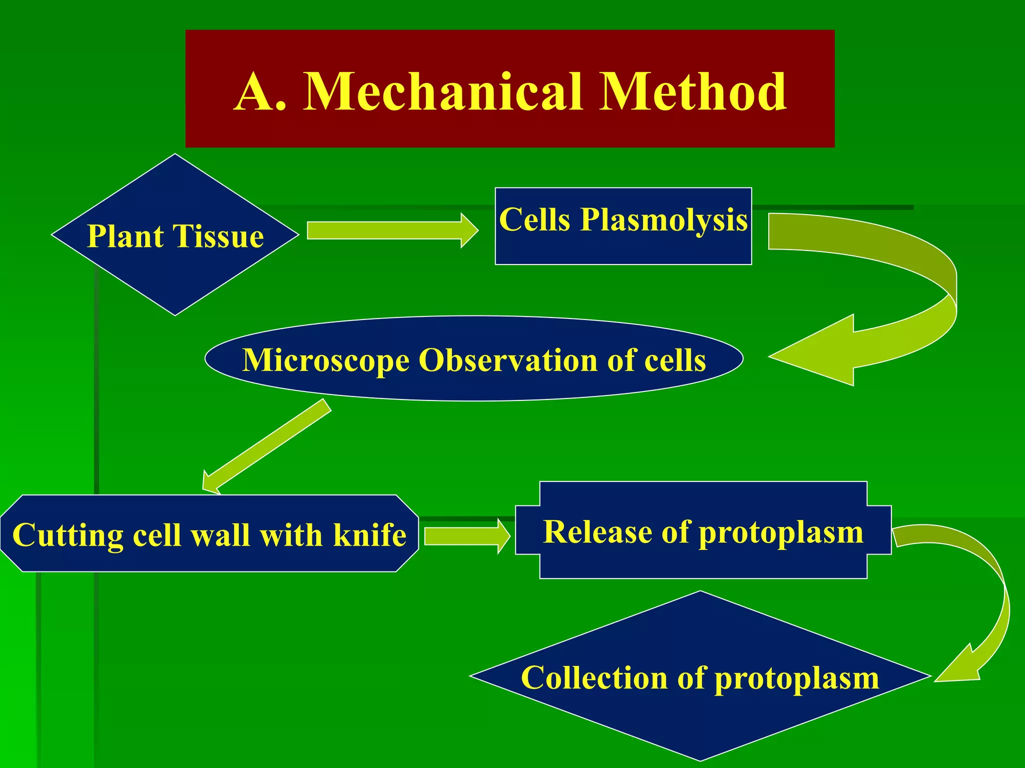 A. Mechanical Method
Plant Tissue
Collection of protoplasm
Cells Plasmolysis
Microscope Observation of cells
Cutting cell wall with knife Release of protoplasm
 