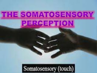 Somatosensory perception