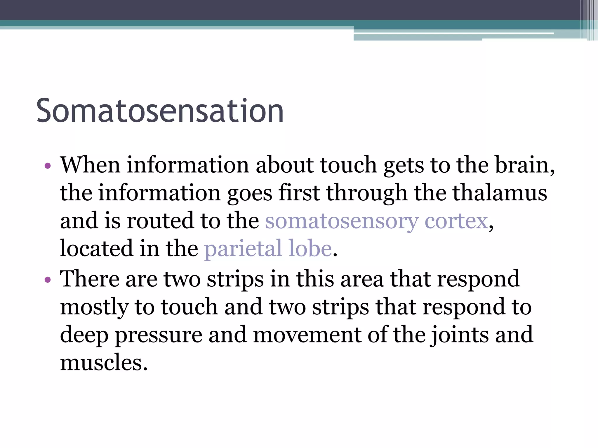 Somatosensation | PPTX