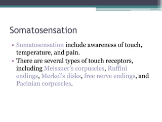 Somatosensation | PPTX