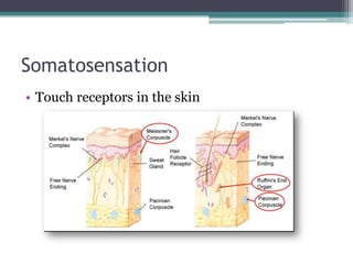 Somatosensation | PPTX