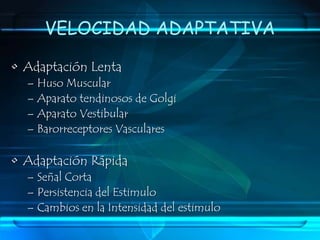 Acomodación Mecánica