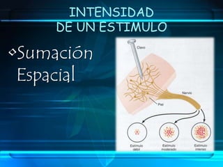VELOCIDAD ADAPTATIVAAdaptación LentaHuso MuscularAparato tendinosos de GolgiAparato VestibularBarorreceptores VascularesAdaptación RápidaSeñal CortaPersistencia del EstimuloCambios en la Intensidad del estimulo