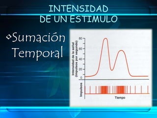Fibras NerviosasRequerimiento EspecíficosVelocidad Conducción (0,5 – 120m/s)Diámetro(0,5 – 20 μm )Mielinización