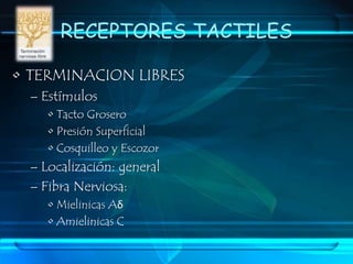 CLASIFICACIONTIPO DE ESTIMULOMECANORRECEPTORATERMORRECEPTORASENSIBILIDAD AL DOLOR