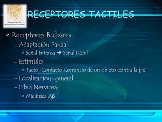 SENSIBILIDAD TACTILTACTOVIBRACIONPRESION 	Estimulo dereceptores cutáneos superficiales	Señales repetitivas y rápidas Deformación de tejidos profundos
