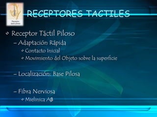 RECEPTORES TACTILESTERMINACION LIBRESEstímulosTacto GroseroPresión SuperficialCosquilleo y EscozorLocalización: generalFibra Nerviosa:Mielinicas AδAmielinicas C