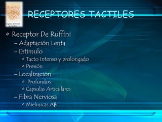 RECEPTORES TACTILESCorpúsculos De MeissnerAdaptación RápidaTransmiten el inicio y cambio en un estimuloTactoVibración: 2-80 ciclos/segLocalizacion: Piel LampiñaLabios y Pulpejos de los DedosFibra NerviosaMielinica Aβ