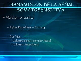 RECEPTORES TACTILESReceptor Táctil PilosoAdaptación RápidaContacto InicialMovimiento del Objeto sobre la superficieLocalización: Base Pilosa	Fibra NerviosaMielinica Aβ