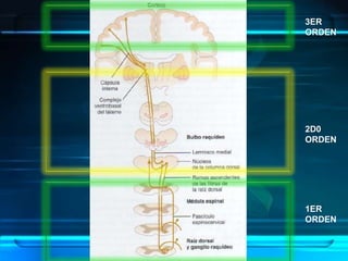 TRANSMISION DE LA SEÑAL SOMATOSENSITIVAVía Espino-corticalRaíces Raquídeas – Corteza Dos VíasColumna Dorsal-lemnisco MedialColumna Anterolateral