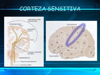 SISTEMASColumna Dorsal Lemnisco MedialFibras mielinicas GrandesƲ: 30 – 110 m/sMayor Grado de orientación espacialFina Gradación de IntensidadRapida y Fidelidad TemporoespacialSensibilidad MecanorreceptoraColumna               AnterolateralFibras Mielinicas pequeñasƲ: 2 – 40 m/sMenor grado de orientación EspacialMenor velocidad y fidelidad temporoespacialModalidades Sensitivas: Dolor, Calor, Frio, Tacto grueso