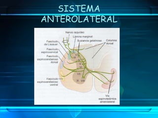 3ER ORDEN2D0 ORDEN1ER ORDEN