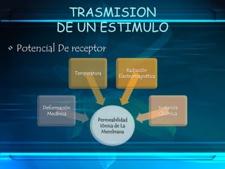 TRASMISION DE UN ESTIMULOPotencial De receptor