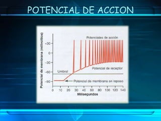 POTENCIAL DE ACCION