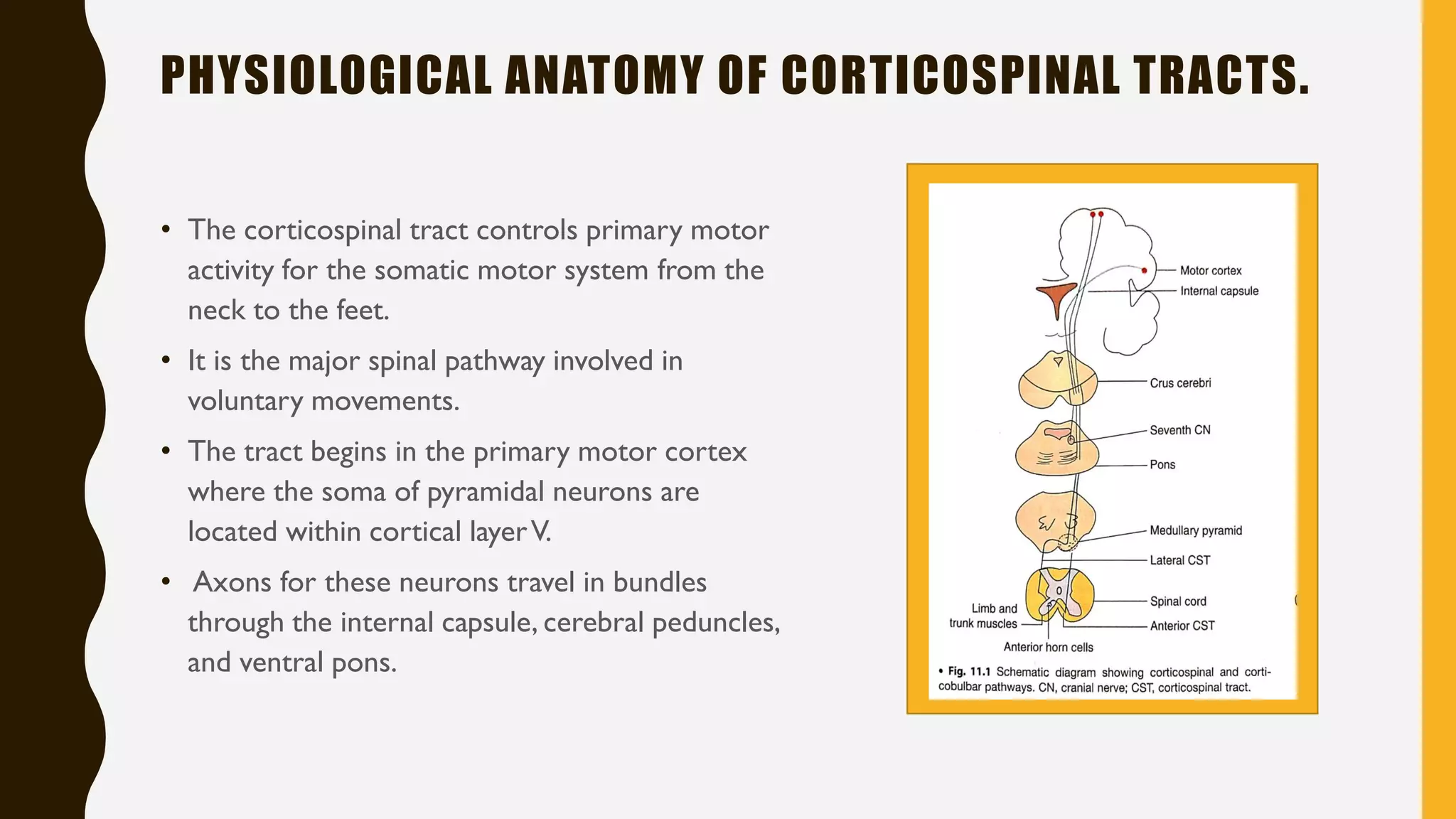 Somatosensory and motor evoked potentials by neelothpala | PDF