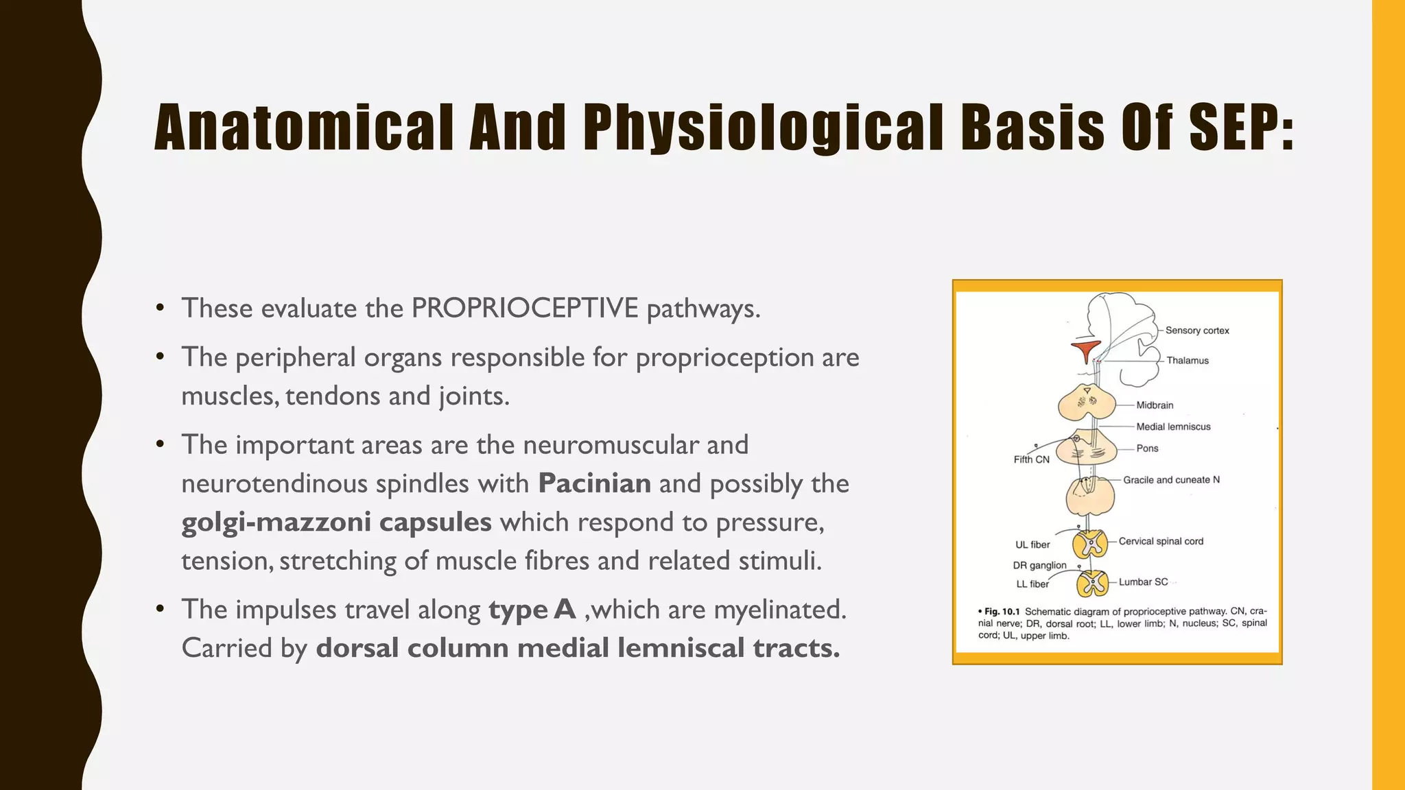 Somatosensory and motor evoked potentials by neelothpala | PDF