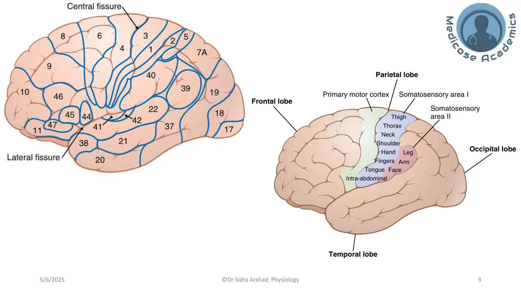 Physiology of Central Nervous System - Somatosensory Cortex | PDF