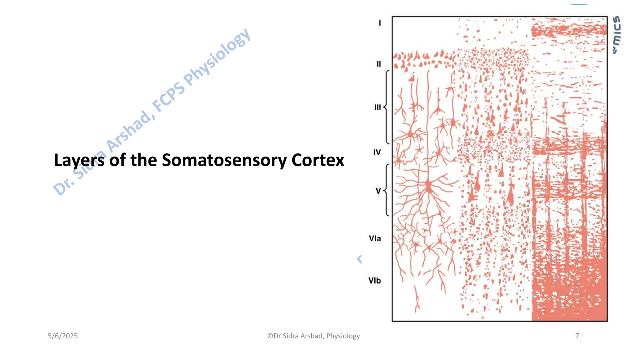 Physiology of Central Nervous System - Somatosensory Cortex | PDF