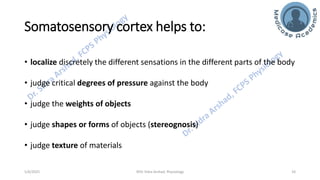 Physiology of Central Nervous System - Somatosensory Cortex | PDF