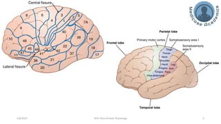Physiology of Central Nervous System - Somatosensory Cortex | PDF