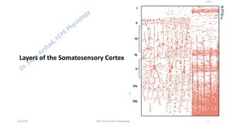 Physiology of Central Nervous System - Somatosensory Cortex | PDF
