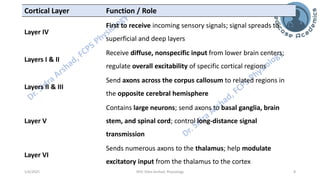 Physiology of Central Nervous System - Somatosensory Cortex | PDF