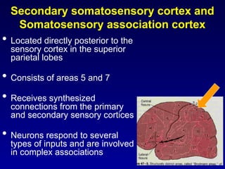 somatosensory cortex ayesha nadeem (2).pptx