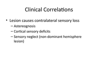 Somatosensory_Cortex_MBBS_Presentation.pptx
