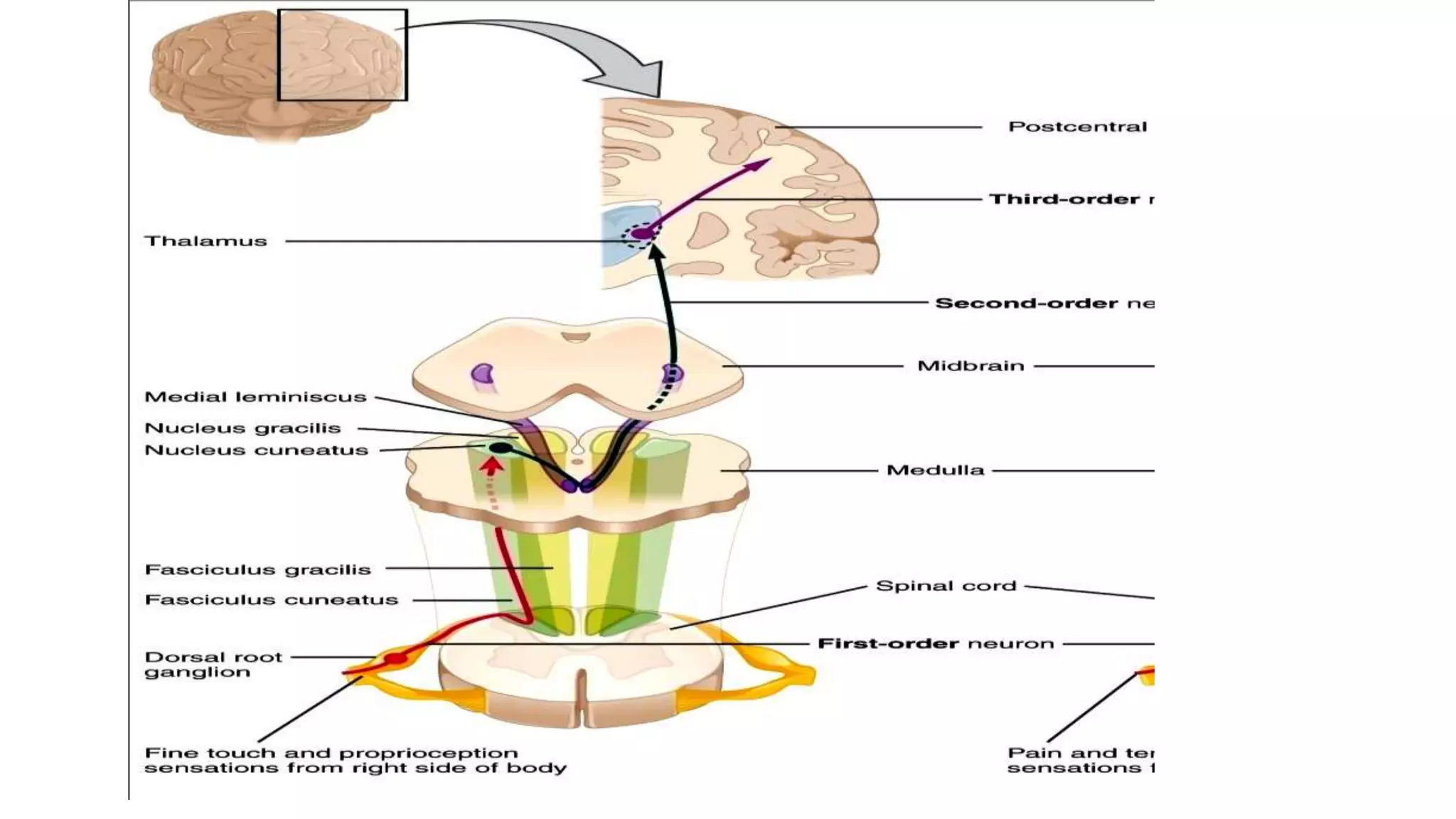 Somatosensory evoked potential | PPTX
