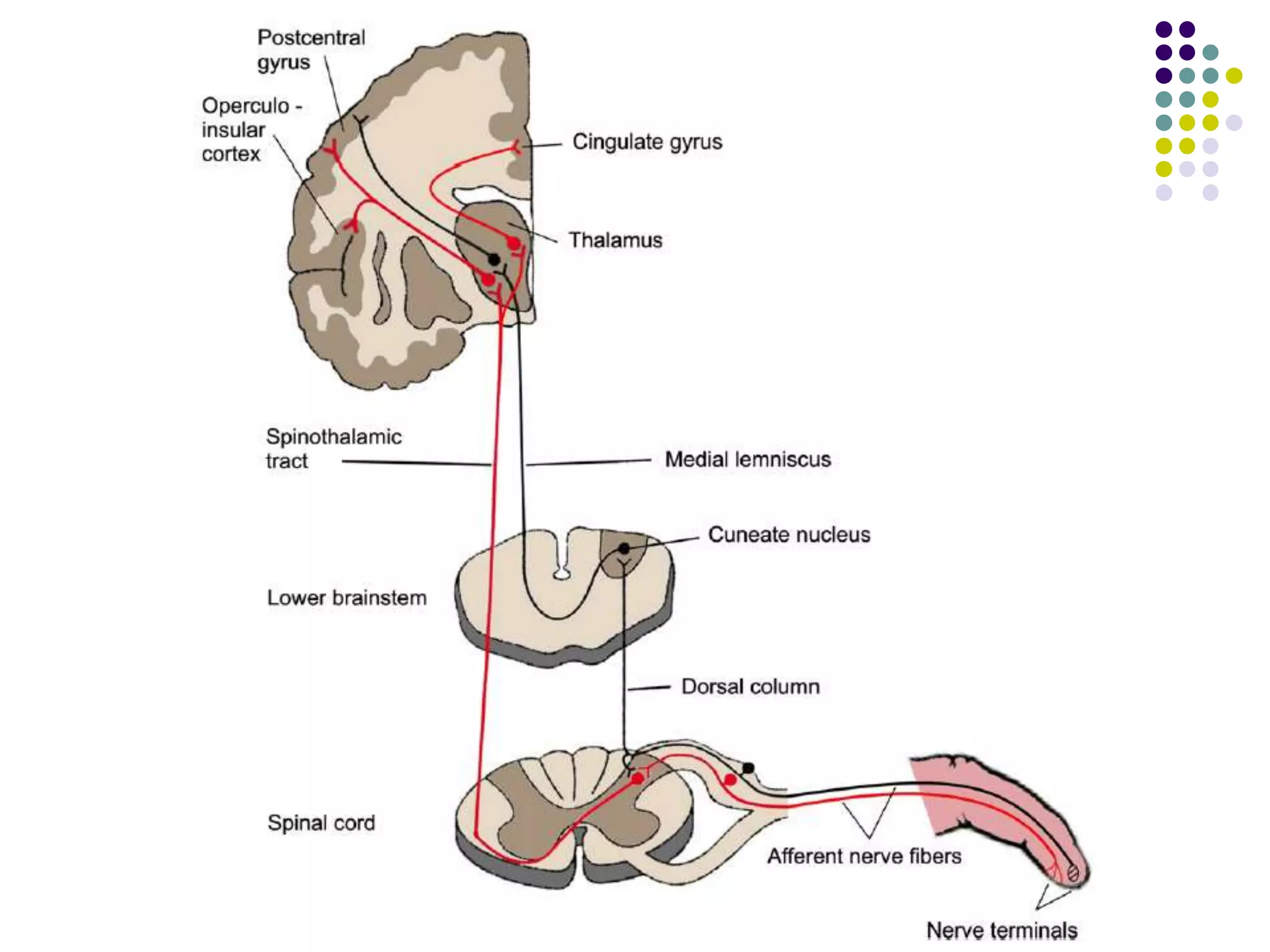 Somatosensory evoked potentials | PPTX