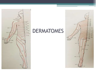 DERMATOMES
 