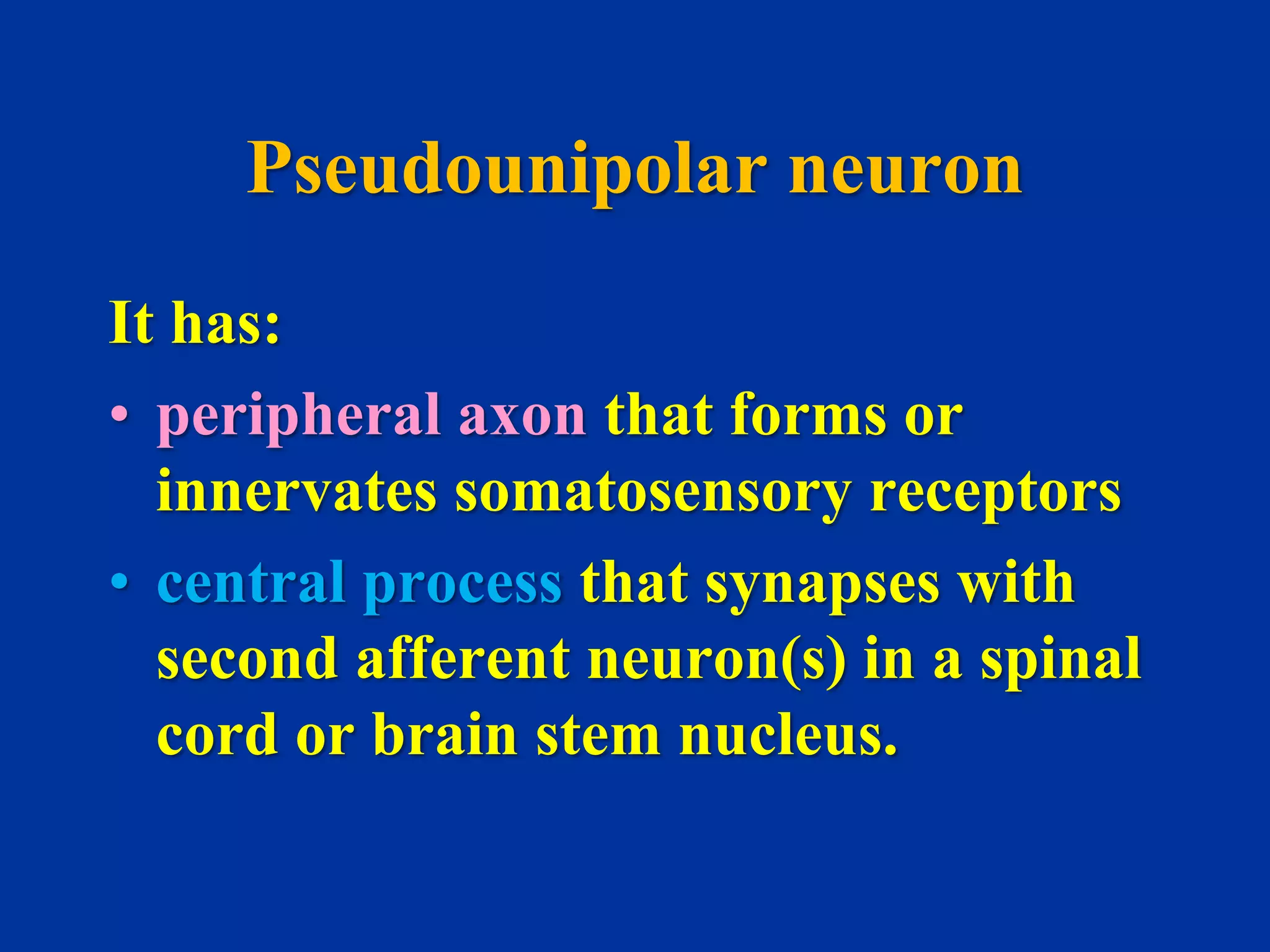 Somatosensory pathway | PPSX