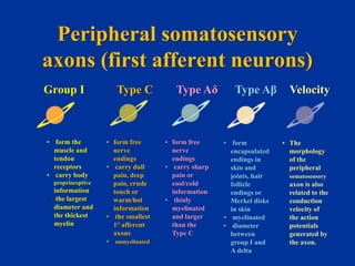 Somatosensory pathway | PPSX | Brain and Nervous System Disorders ...