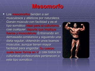 Mesomorfo Los  mesomorfos  tienden a ser musculosos y atléticos por naturaleza. Ganan músculo con facilidad y es el típo somático  ideal para el culturismo  y casi cualquier  deporte que implique fuerza y musculatura.  Entrenando sin demasiada constancia y siguiendo una dieta regular, obtendrán unos buenos músculos, aunque tienen mayor facilidad para engordar  Su cuerpo suele tener forma en V  y casi todos los culturistas profesionales pertenecen a este tipo somático. 