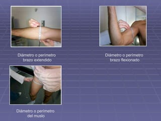 Diámetro o perímetro brazo flexionado Diámetro o perímetro brazo extendido Diámetro o perímetro del muslo 