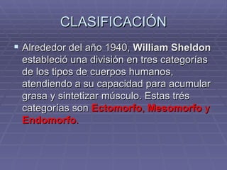 CLASIFICACIÓN Alrededor del año 1940,  William Sheldon  estableció una división en tres categorías de los tipos de cuerpos humanos, atendiendo a su capacidad para acumular grasa y sintetizar músculo. Estas trés categorías son  Ectomorfo ,  Mesomorfo  y  Endomorfo . 